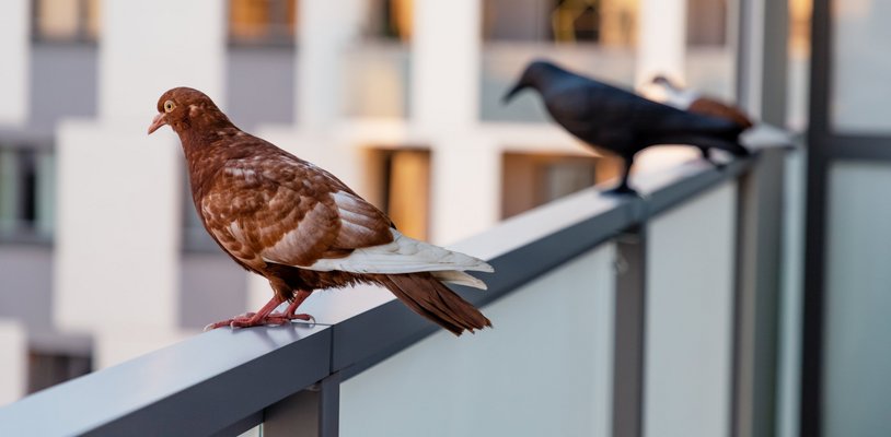 Mietminderung wegen Taubenkot auf dem Balkon?